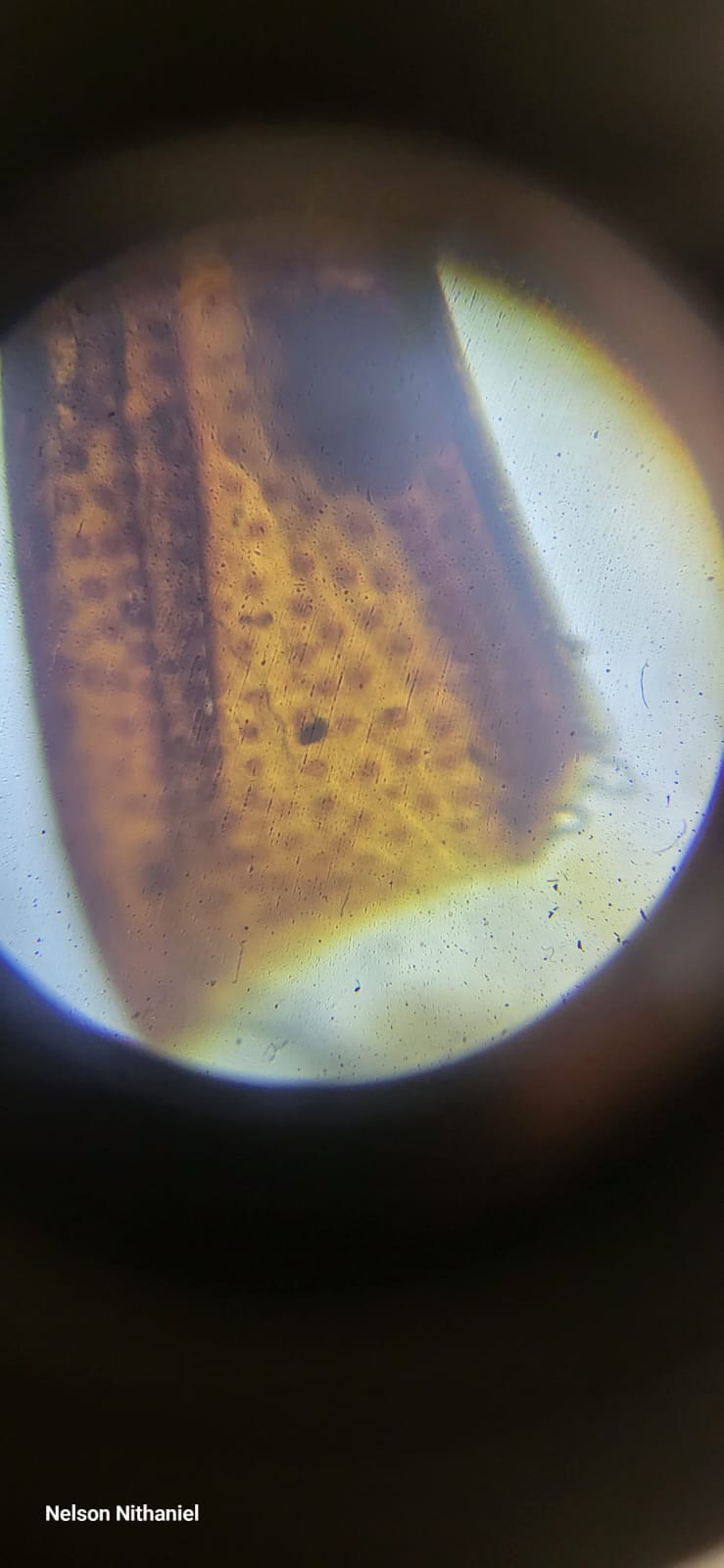 Wings, Legs and Lenses: Grade 10's Pooter Insect Investigation at bms