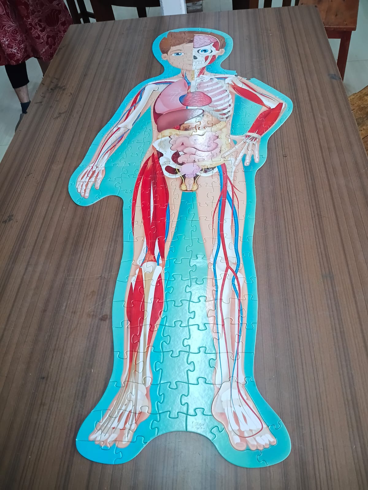 Unpuzzling the Human Body: Grade 4's Hands-On Anatomy Lesson at bms