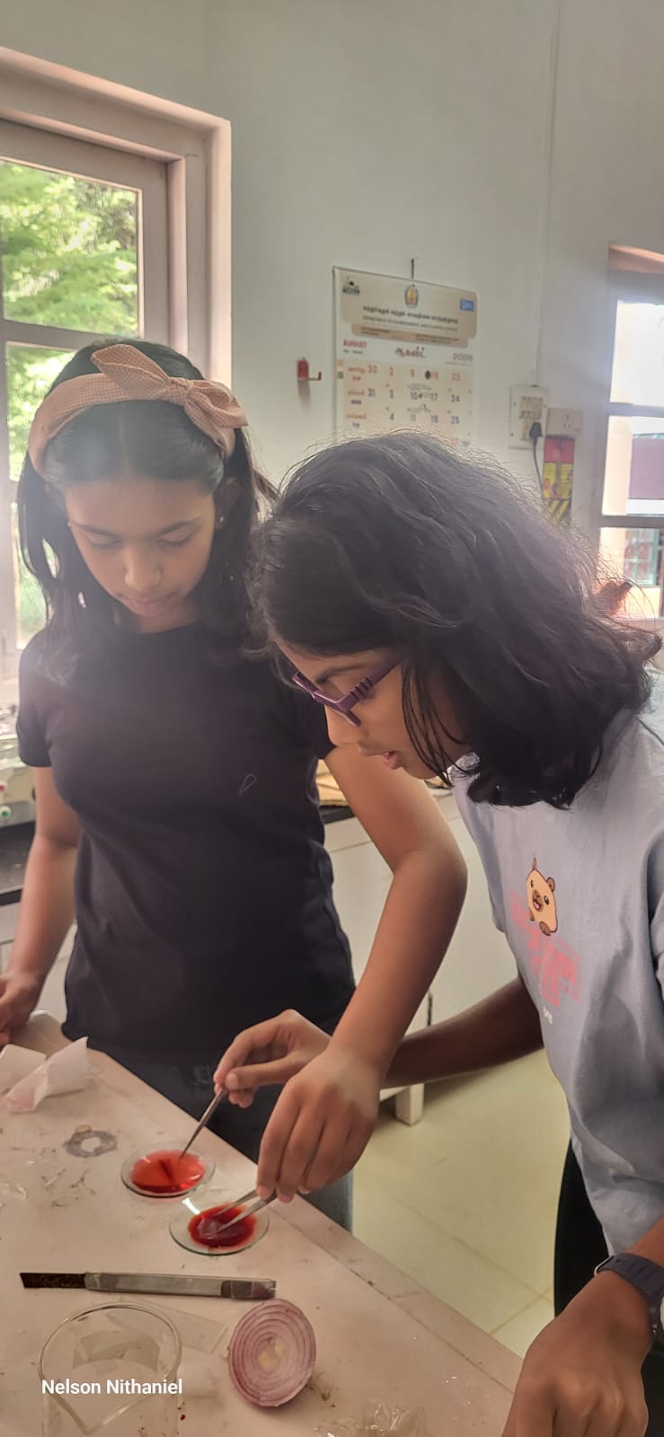 Two students preparing their onion peel slides with stain