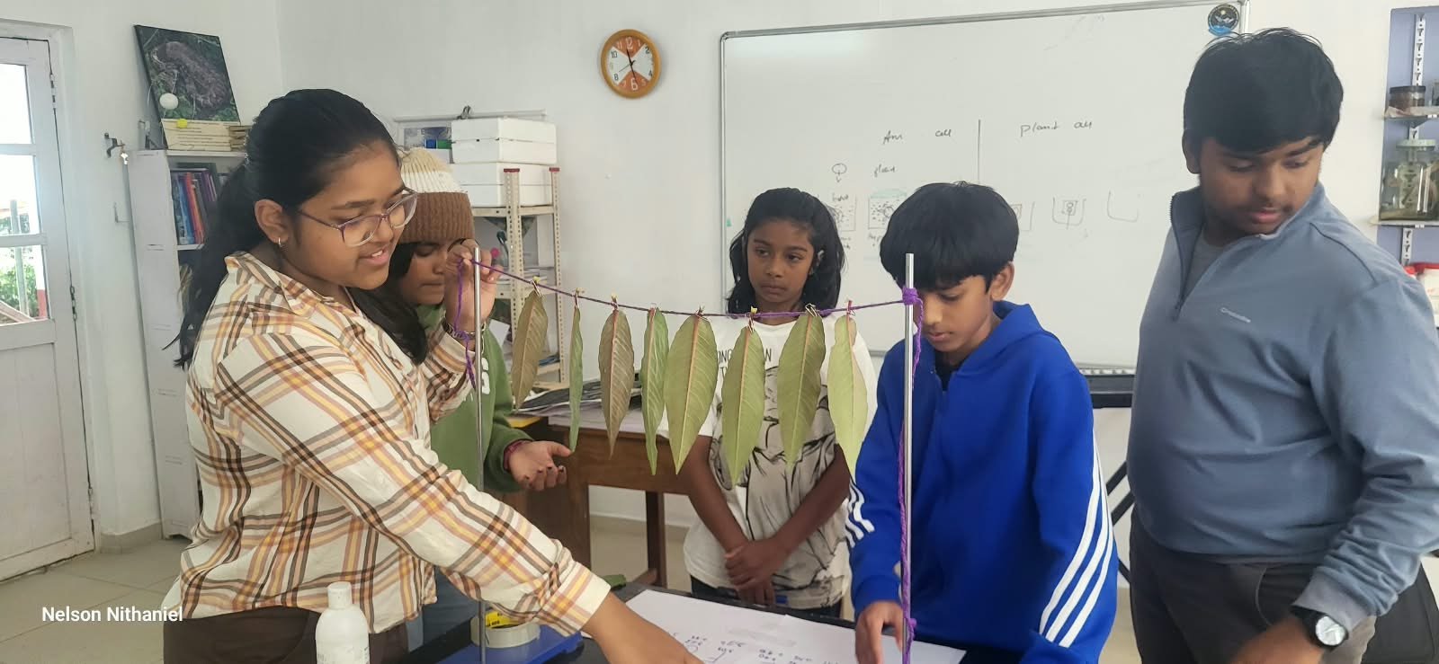 Grade 8 students measuring leaves during the transpiration experiment
