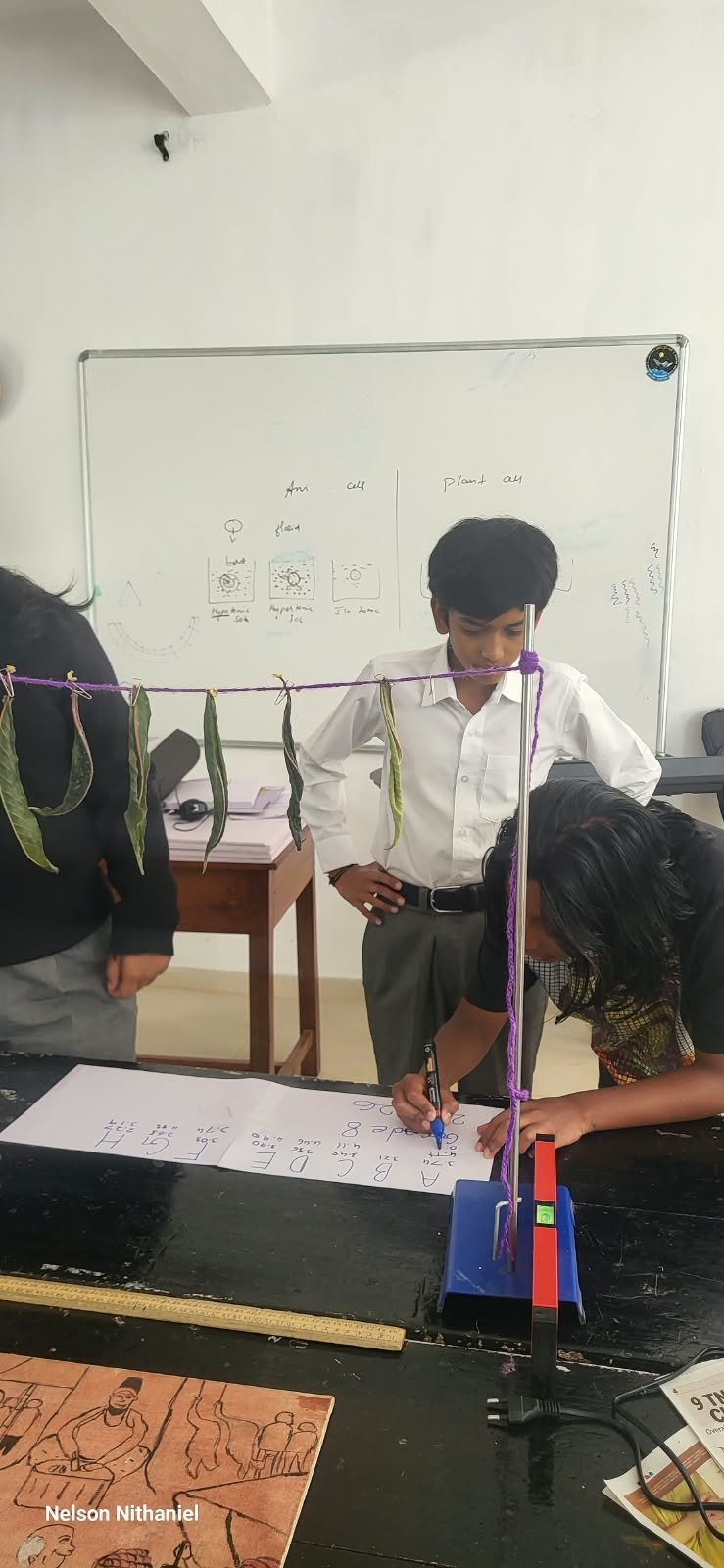 Grade 8 students measuring leaves during the transpiration experiment