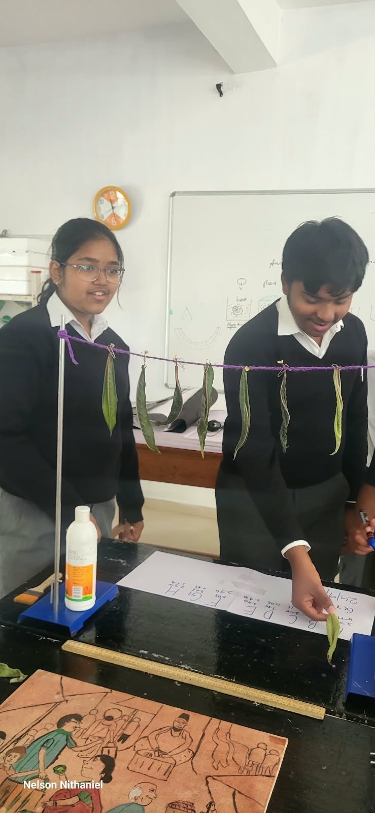 Grade 8 students measuring leaves during the transpiration experiment