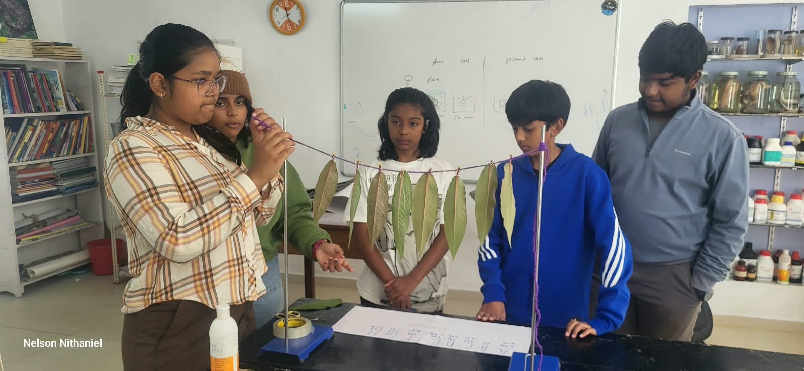 Grade 8 students measuring leaves during the transpiration experiment