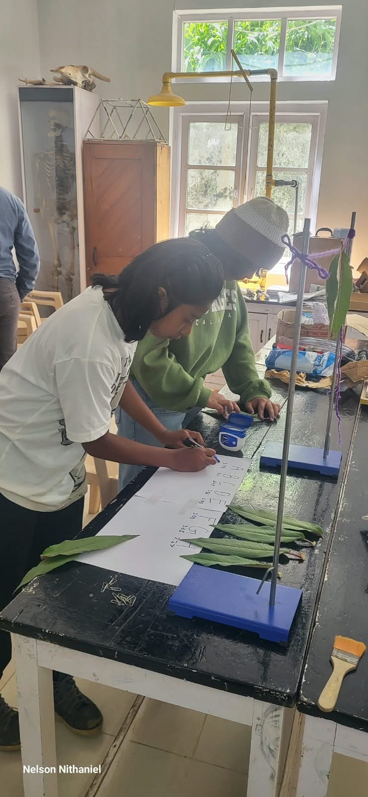Grade 8 students measuring leaves during the transpiration experiment