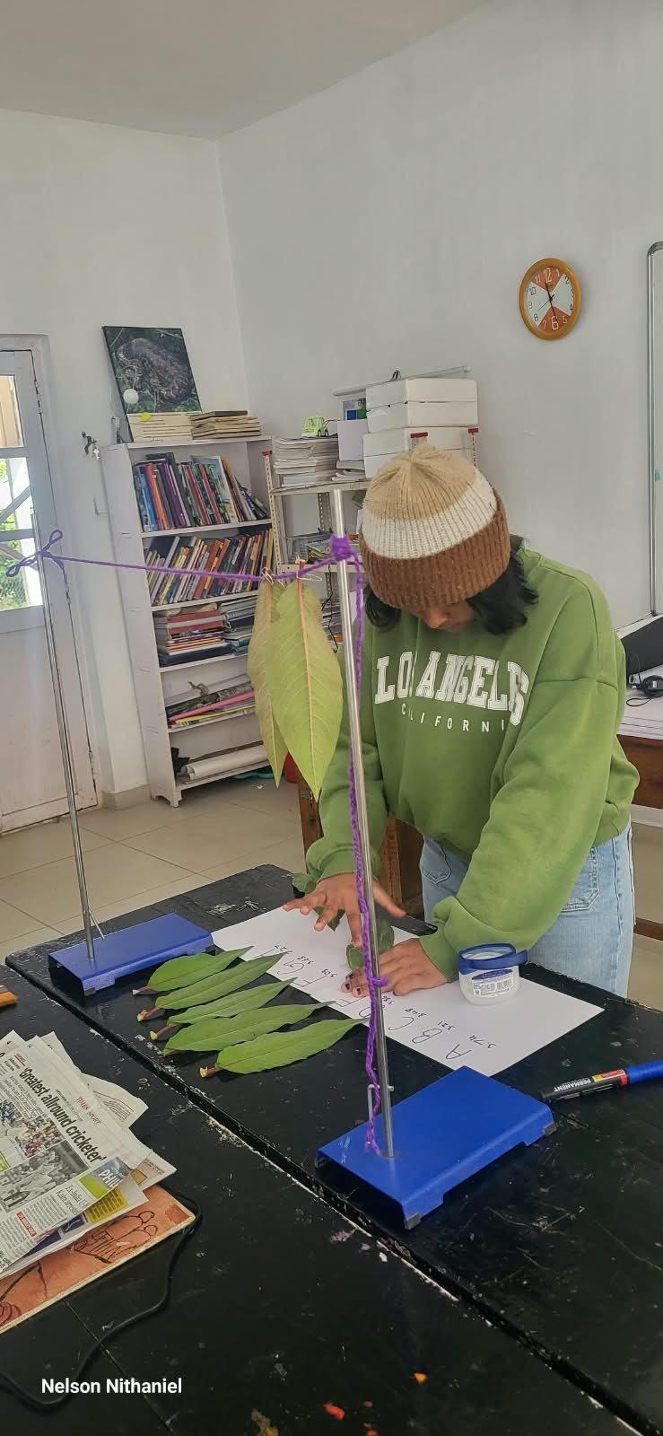 Grade 8 students measuring leaves during the transpiration experiment