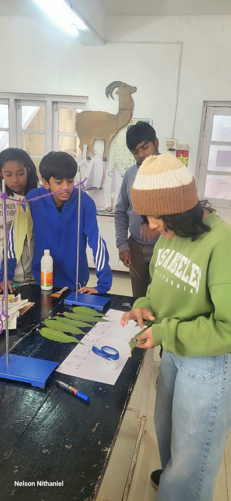 Grade 8 students measuring leaves during the transpiration experiment