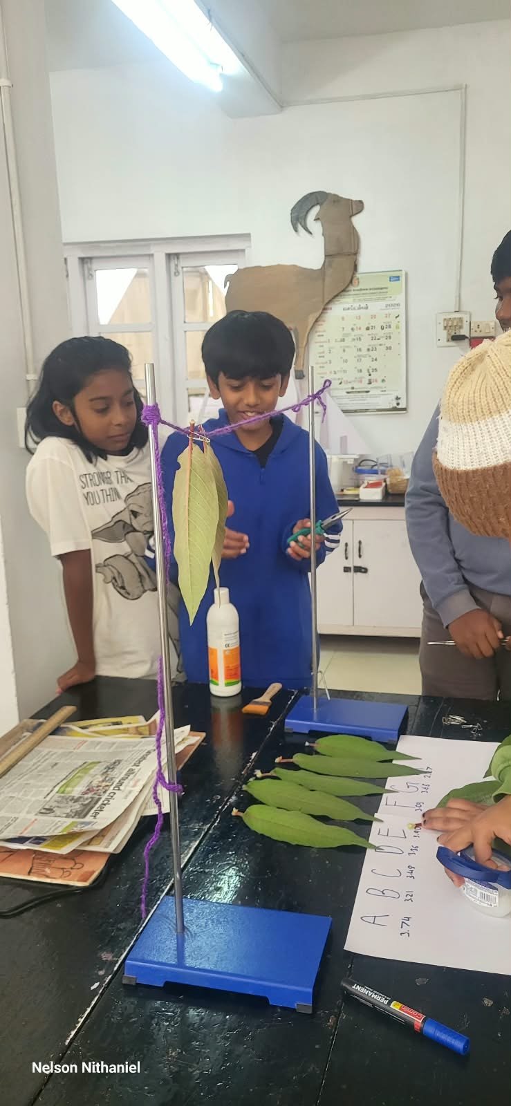 Grade 8 students measuring leaves during the transpiration experiment