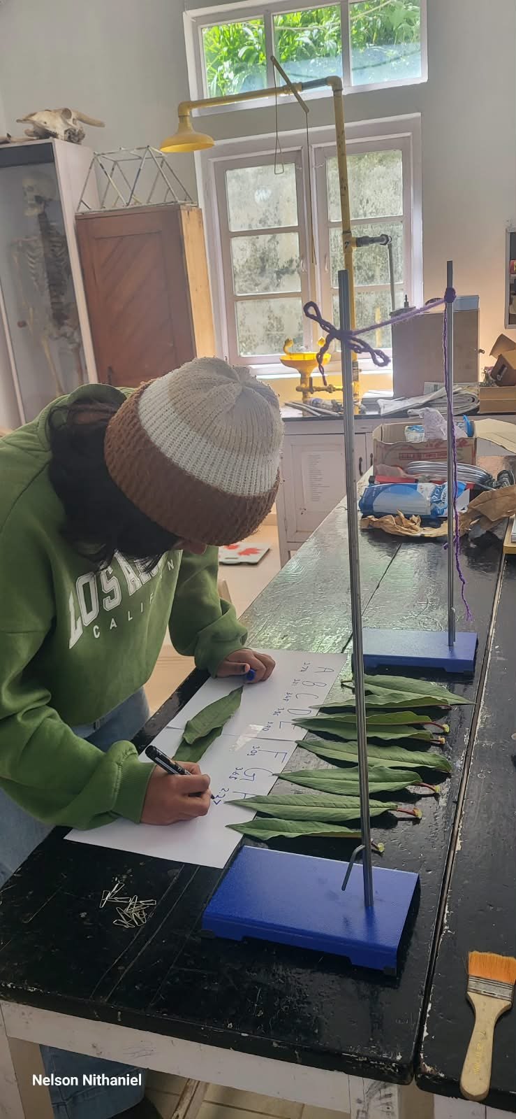 Grade 8 students measuring leaves during the transpiration experiment