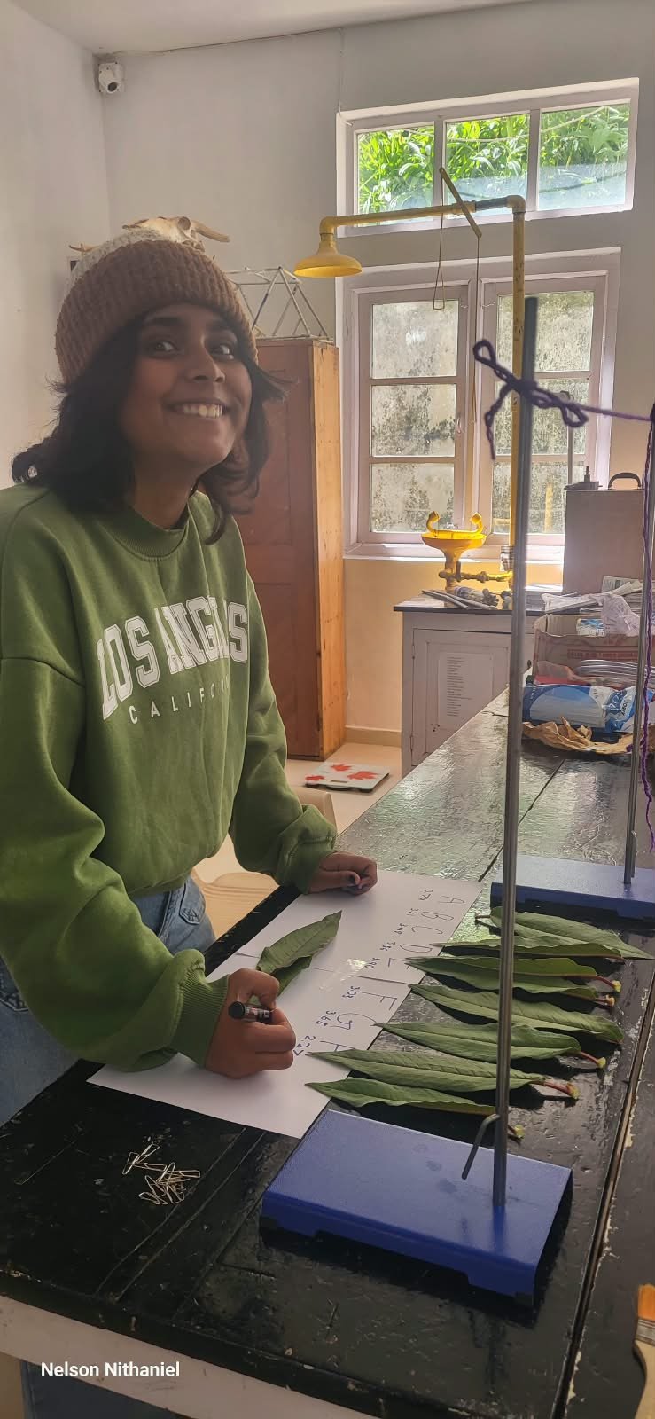 Grade 8 students measuring leaves during the transpiration experiment