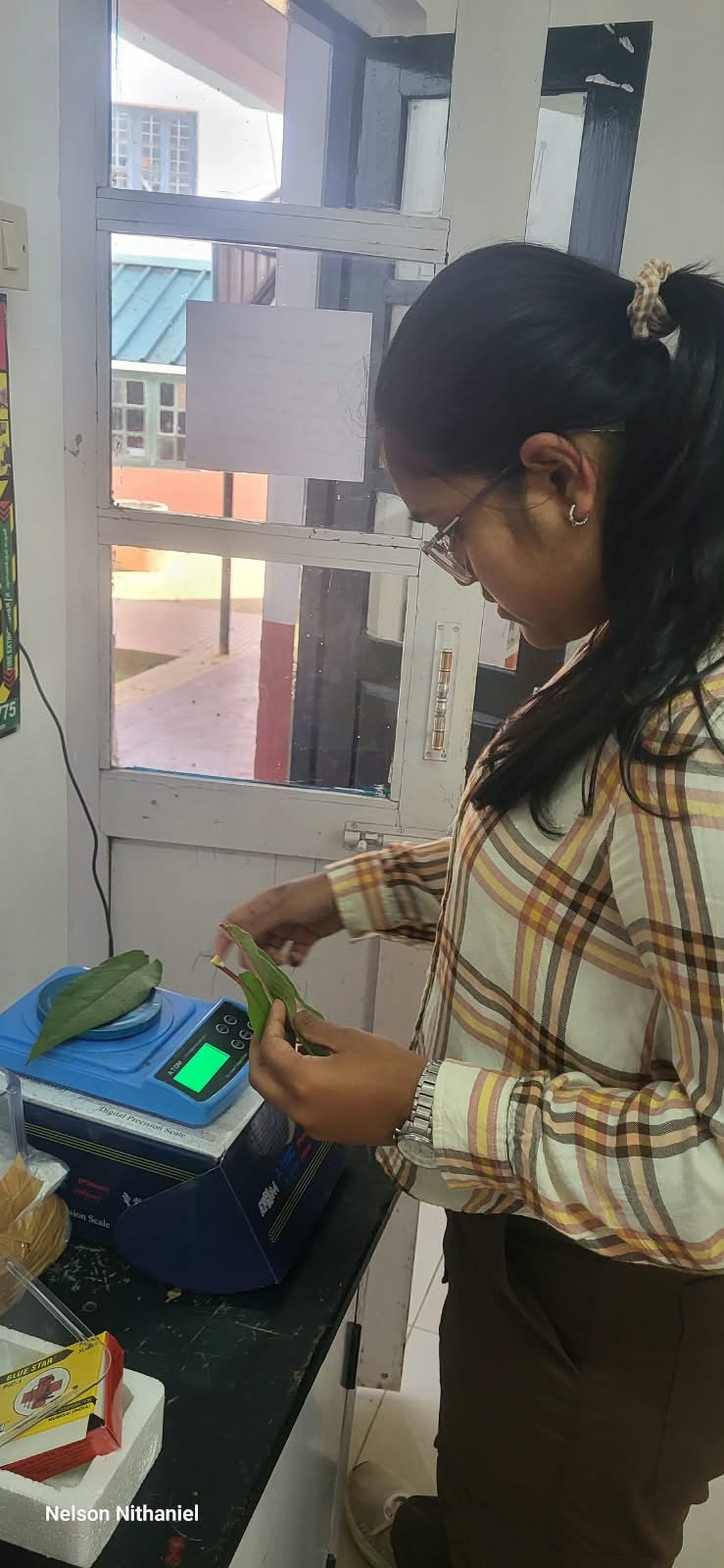 Grade 8 students measuring leaves during the transpiration experiment