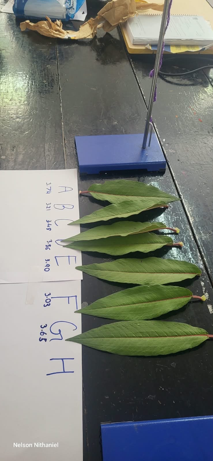 Grade 8 students measuring leaves during the transpiration experiment