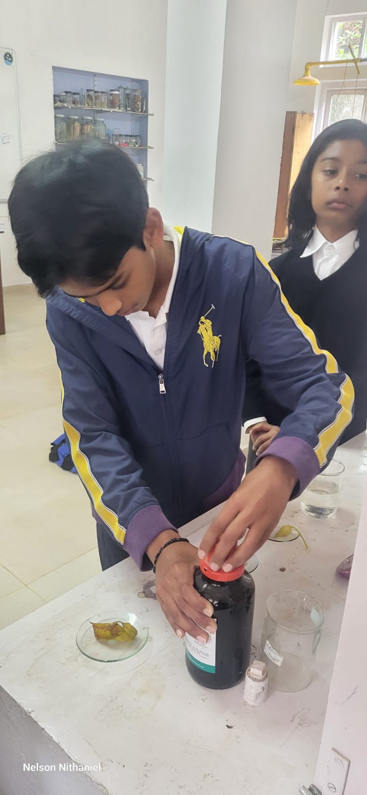 A student opening the bottle of iodine solution beside the decolourised leaf