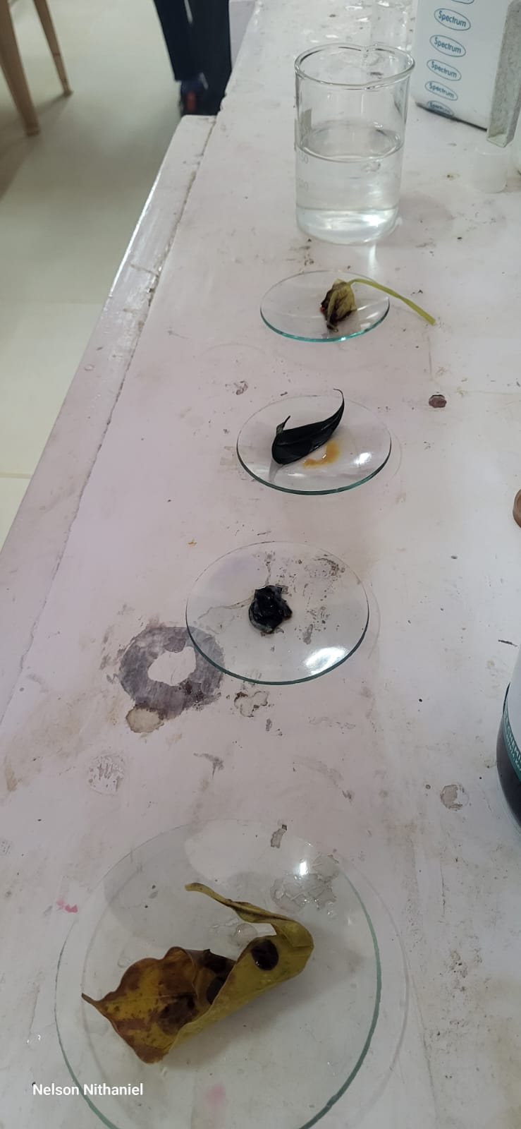 Watch glasses showing the leaf at each stage of the test, ending in a blue-black starch result