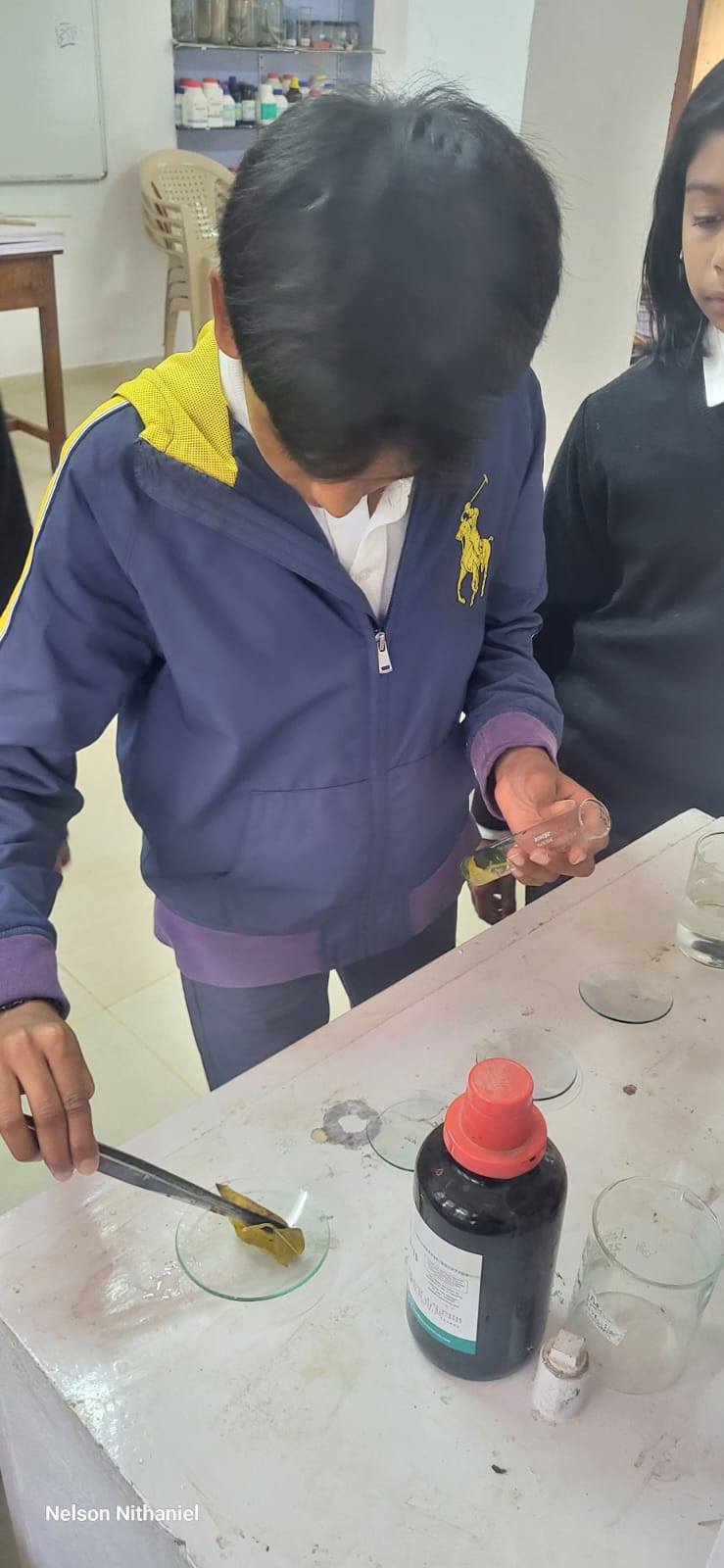 A student placing the decolourised leaf on a watch glass with tweezers
