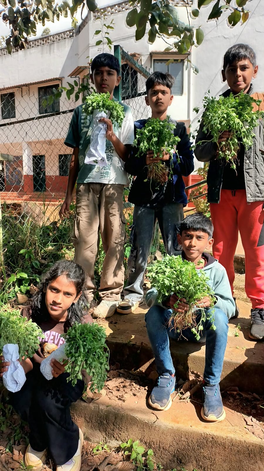 Students holding freshly harvested bunches of methi in the school garden