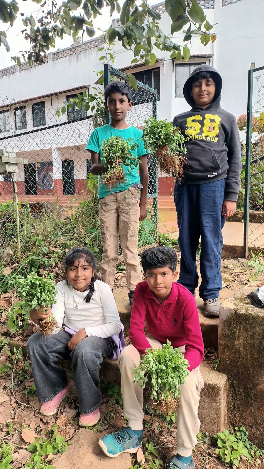 Students holding freshly harvested bunches of methi in the school garden