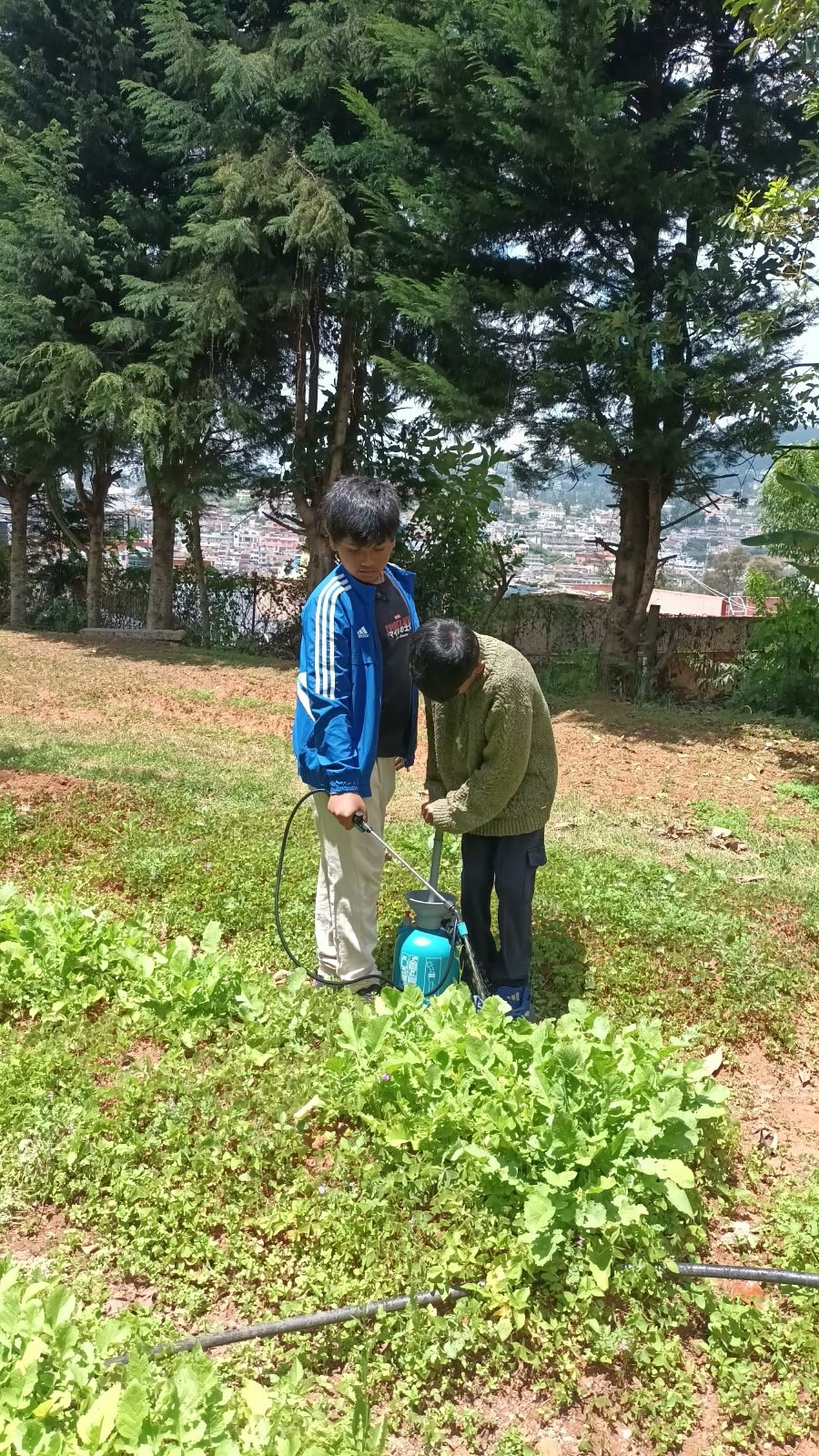 A student spraying the methi bed in the school garden
