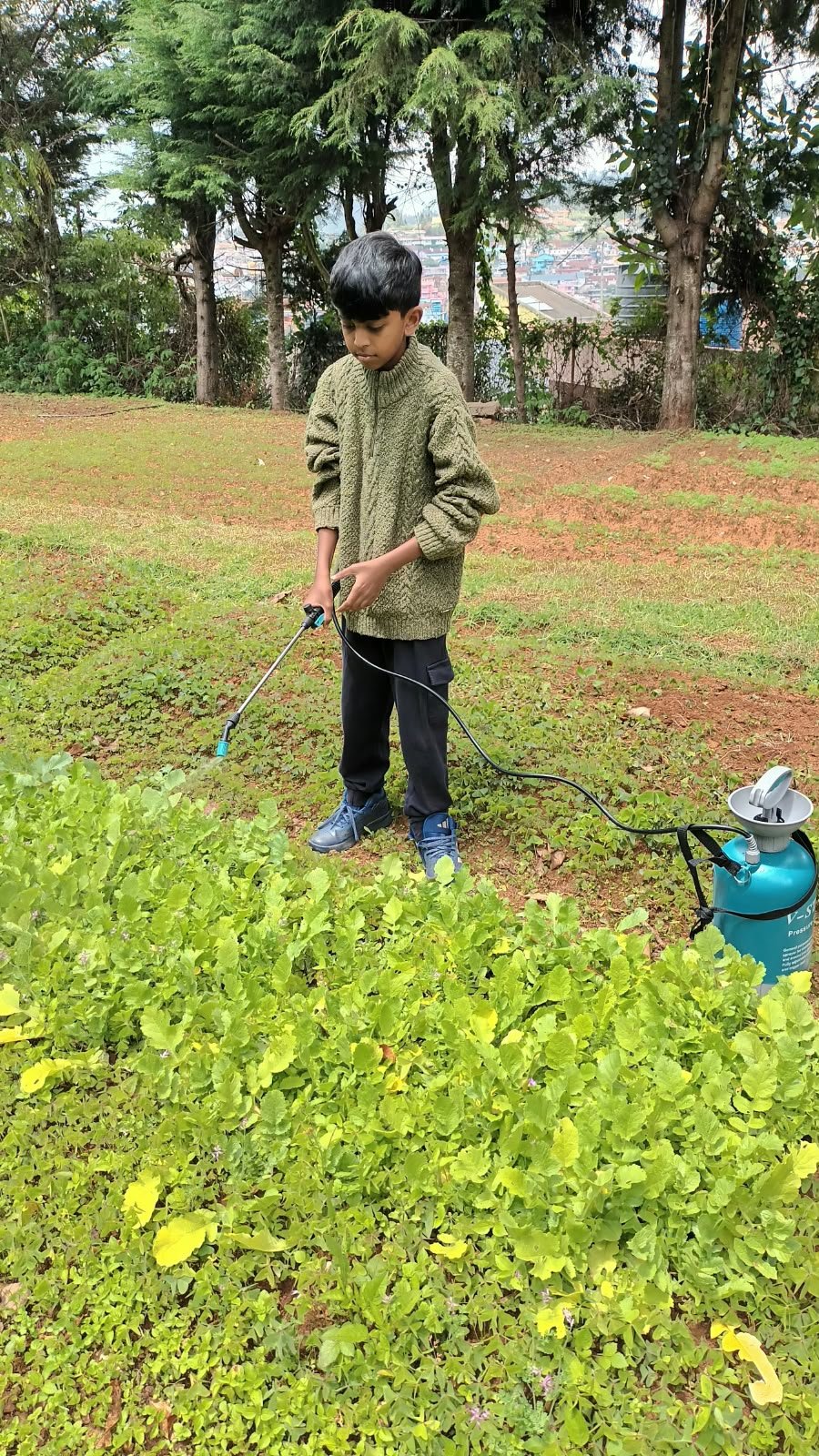 A student spraying the methi bed in the school garden