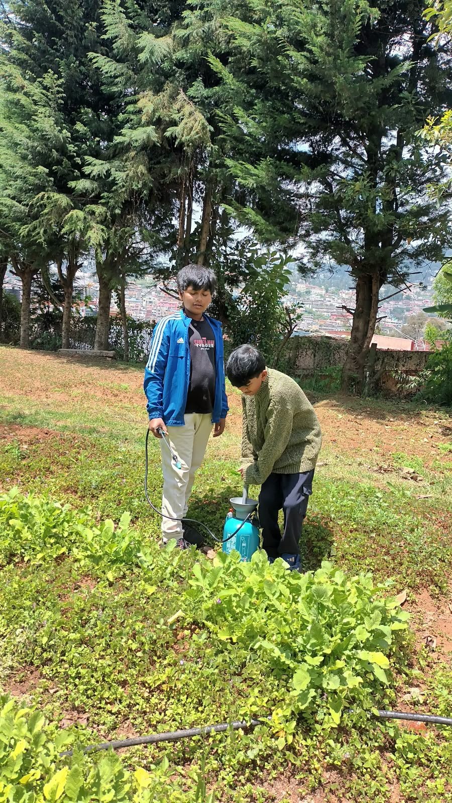 A student spraying the methi bed in the school garden
