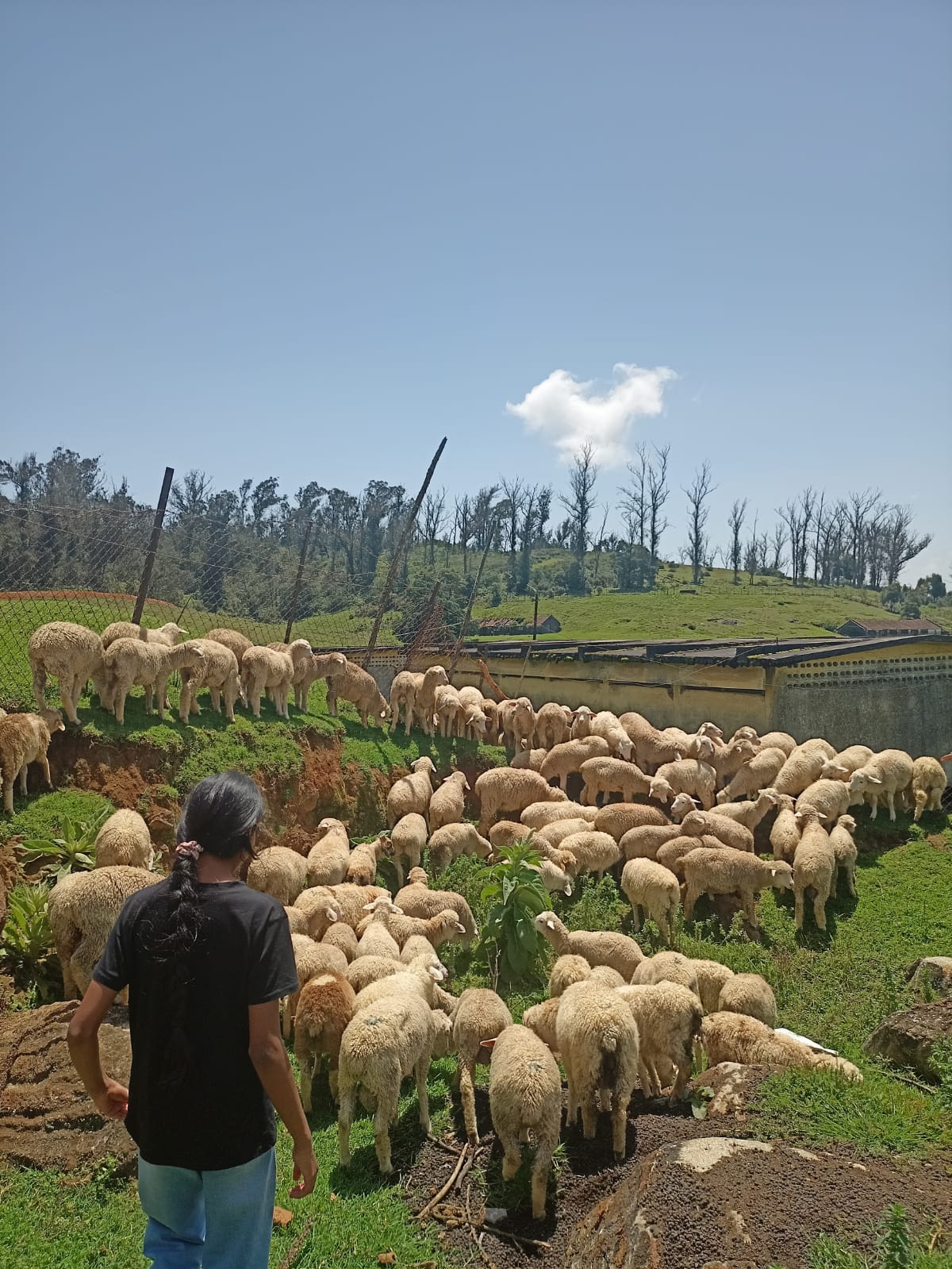 Students and a shepherd moving a large flock of sheep across the hillside