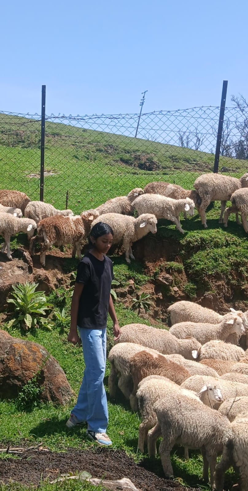 A student walking through the middle of the flock