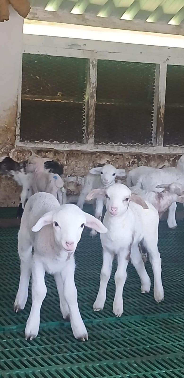 A close-up of newborn lambs in the nursery pen