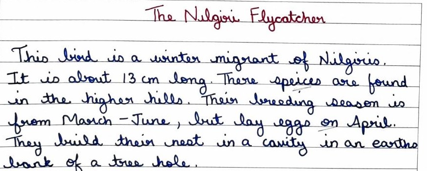 Handwritten field note by Grade 7 — The Nilgiri Flycatcher
