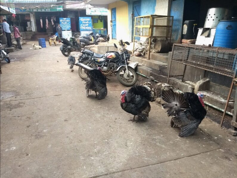Turkeys roaming near the meat section